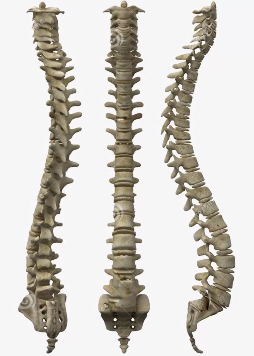 24节气与人体24节脊椎骨中枢神经构成天象人相