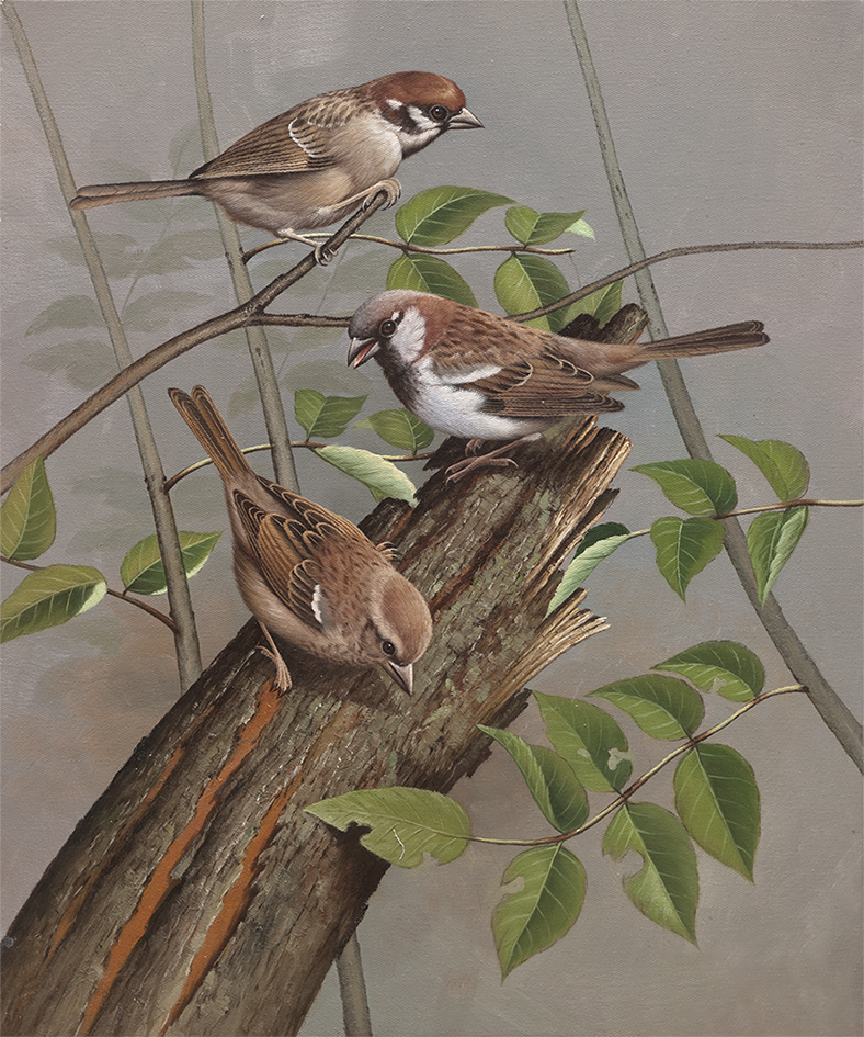 毕志勇 麻雀 布面油画 50x 60 2015