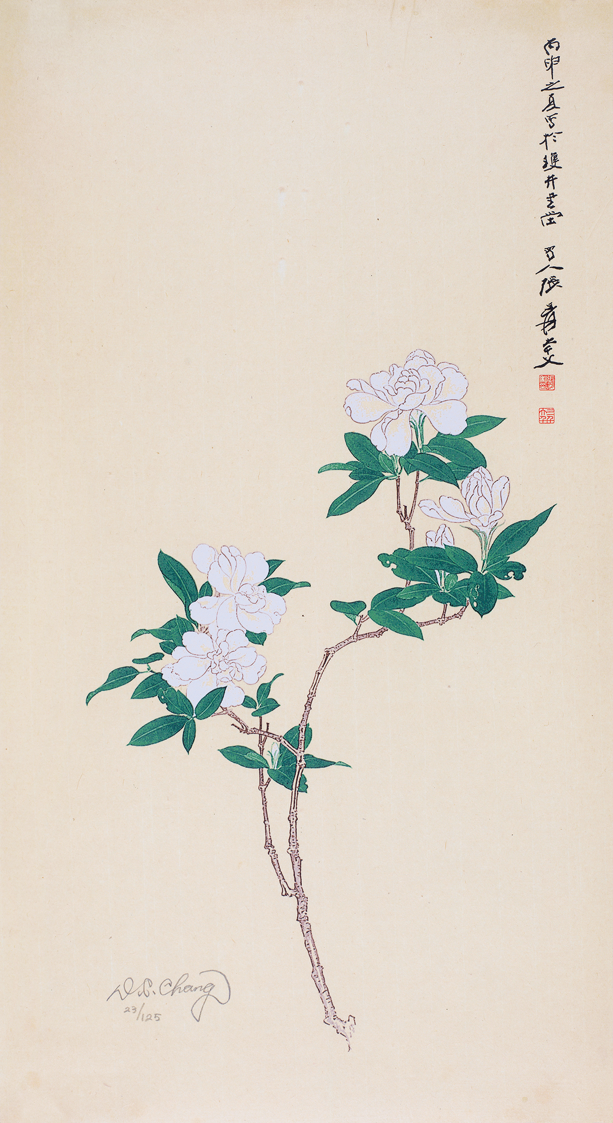 栀子花开23/125