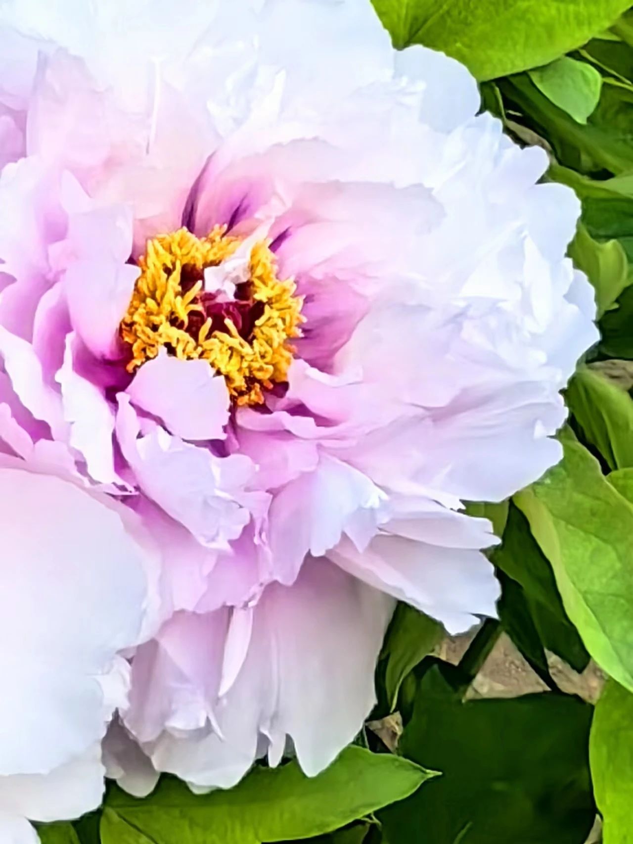 潘鲁生沿着黄河看牡丹