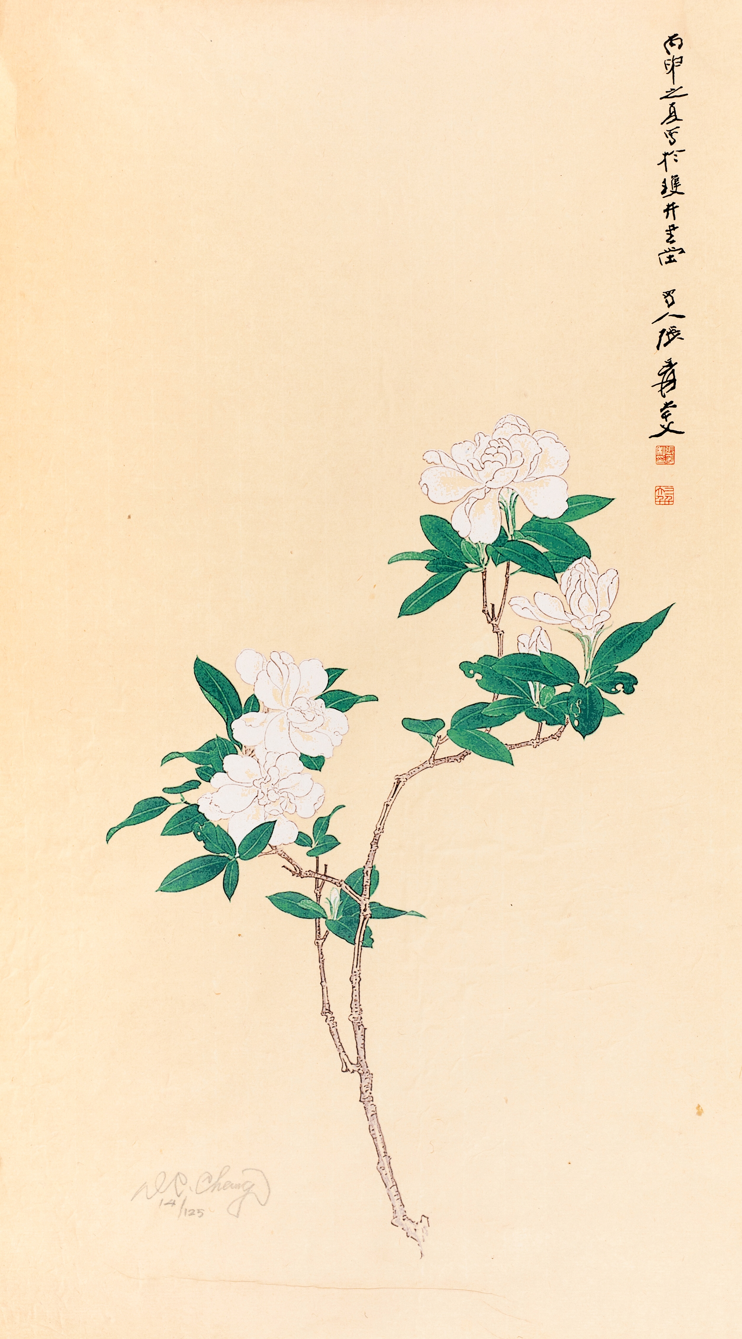 栀子花14/125