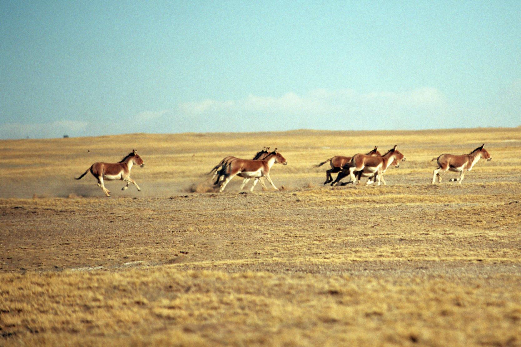 青藏高原的野生动物——藏野驴